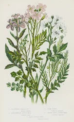 Flowering Plants of Great Britain: Bulbiferous Coral-Root, Large-Flowered Bitter-Cress, Cuckoo-Flower, Narrow-Leaved Bitter-Cress, Hairy Bitter-Cress