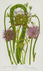 Flowering Plants of Great Britain: Bulbiferous Great Round Headed Garlic, Chive Garlic, Crow Garlic, Small Round Headed Garlic