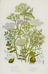 Flowering Plants of Great Britain: Common Caraway, Tuberous Caraway, Whorled Caraway, Earth Nut, Burnet Saxifrage, Greater Burnet Saxifrage