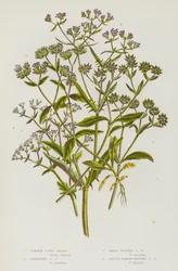 Flowering Plants of Great Britain: Common Corn Salad, Carinated Corn Salad, Sharp-Fruited Corn Salad, Smooth Narrow-Fruited Corn Salad