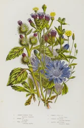 Flowering Plants of Great Britain: Common Nipple Wort, Dwarf Nipple Wort, Wild Succory, Common Burdock, Common Saw Wort, Alpine Saussurea