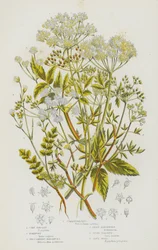Flowering Plants of Great Britain: Common Parsley, Corn Parsley, Honewort, Procumbent Marshwort, Least Marshwort, Stone Parsley, Gout Weed