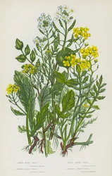 Flowering Plants of Great Britain: Common Water Cress, Creeping Yellow Cress, Annual Yellow Cress, Amphibious Yellow Cress
