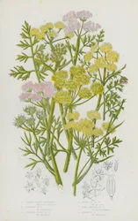 Flowering Plants of Great Britain: Common Water Dropwort, Parsley Water Dropwort, Sulphur Wort Water Dropwort, Hemlock Water Dropwort, Fine-Leaved Water Dropwort, River Water Dropwort