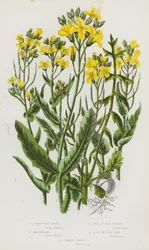 Common Wild Navew, Sea Cabbage, Isle of Man Cabbage, Rape or Cole Seed, Common Turnip