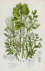 Flowering Plants of Great Britain: Cornish Bladder-Seed, Common Alexanders, Shepherd