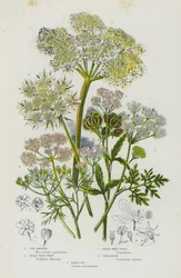 Flowering Plants of Great Britain: Cow-Parsnep, Small Hart-Wort, Great Hart-Wort, Coriander, Hemlock