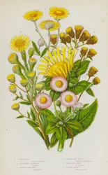 Flowering Plants of Great Britain: Elecampane, Ploughmans Spikenard, Golden Samphire, Common Flea Bane, Small Flea Bane, Common Daisy