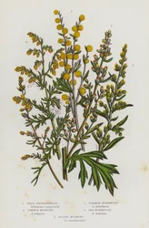 Flowering Plants of Great Britain: Field Southernwood, Common Mugwort, Common Wormwood, Sea Wormwood, Bluish Mugwort