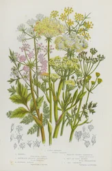 Flowering Plants of Great Britain: Fool