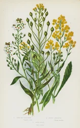 Flowering Plants of Great Britain: Gold of Pleasure, Sweet Alyssum, Dyer