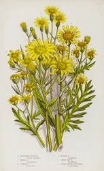 Flowering Plants of Great Britain: Inelegant Ragwort, Hoary Ragwort, Common Ragwort, Marsh Ragwort, Great Fen Ragwort, Broad Leaved Groundsel