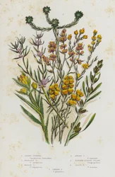 Flowering Plants of Great Britain: Jersey Cudweed, Highland Cudweed, Marsh Cudweed, Dwarf Cudweed, Narrow Leaved Filago, Least Filago, Common Filago