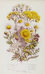 Flowering Plants of Great Britain: Sea Chamomile, Ox-Eye Chamomile, Corn Chamomile, Stinking Chamomile, Sneeze-Wort Yarrow, Dotted-Leaved Yarrow, Common-Milfoil, Woolly-Yellow Milfoil, Broad-Leaved Bur-Weed