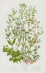 Flowering Plants of Great Britain: Sea Purslane, Vernal Sandwort, Alpine Sandwort, Fine Leaved Sandwort, Level Topped Sandwort, Fringed Sandwort, Thyme Leaved Sandwort, Three Nerved Sandwort, Purple Sandwort, Sea Sandwort