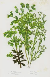 Flowering Plants of Great Britain: Sea Spurge, Portland Spurge, Petty Spurge, Dwarf Spurge