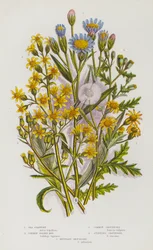 Flowering Plants of Great Britain: Sea Starwort, Common Golden Rod, Common Groundsel, Stinking Groundsel, Mountain Groundsel