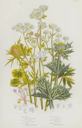 Flowering Plants of Great Britain: White Rot, Wood Sanicle, Sea Holly, Field Eryngo, Water Hemlock, Wild Celery