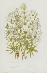 Flowering Plants of Great Britain: White Water Bed-Straw, Upright Bed-Straw, Great Hedge Bed-Straw, Cross Leaved Bed-Straw, Wall Bed-Straw, Warty Fruited Bed-Straw, Smooth Fruited Bed-Straw