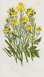 Wild Mustard, White Mustard, Common Mustard, Narrow Leaved Wall Mustard, Sand Mustard