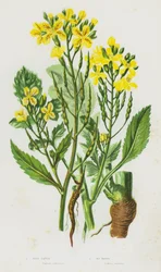 Flowering Plants of Great Britain: Wild Radish, Sea Radish