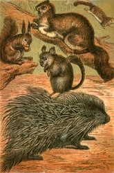 Flying Squirrels, Common Squirrel, Chinchilla and Porcupine