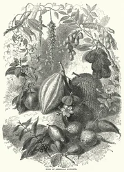 Food of American Monkeys