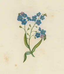 Forget-Me-Not, Myosotis Palustris