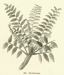 Frankincense