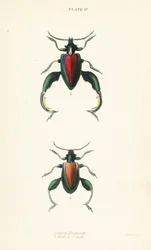 Frog Beetle, Frog-legged Beetle or Kangaroo Beetle, Sagra buqueti, Male and Female