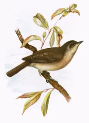 Garden Warbler