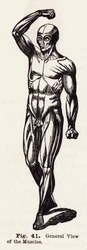 General View of the Muscles