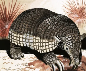 Giant Armadillo