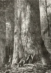 Giant Gum Tree, from 
