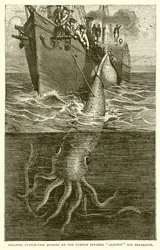 Gigantic Cuttle-Fish Hooked by the French Steamer Alecton Off Tenerife
