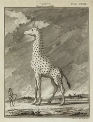 Giraffe (Cervus camelopardalis)