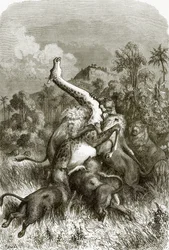 Giraffe and Lions