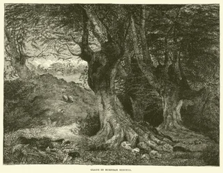 Glade in Burnham Beeches
