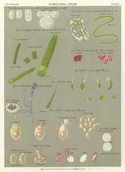 Gloeocapsa, Yeast