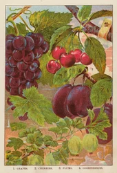 Grapes; Cherries; Plums; Gooseberries