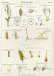 Grass and Sedge