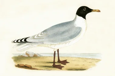 Great Black Headed Gull, Illustration from 