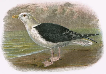 Great Black Backed Gull