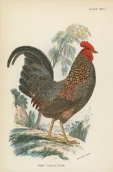Grey Jungle Fowl
