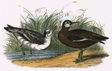 Grey Phalarope