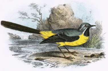 Grey Wagtail