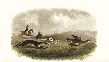 Greyhounds Chasing a Great Bustard, Otis tarda, for Sport