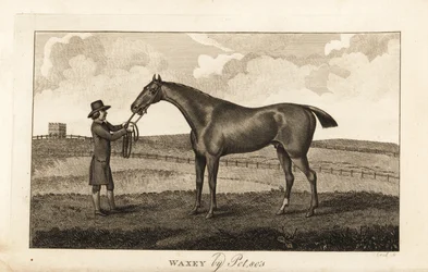 Groom with thoroughbred racehorse Waxey