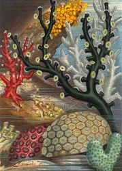 Group of Corals