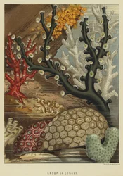 Group of corals